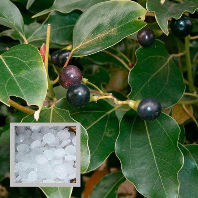 Kapoor Cinnamomum Camphora Kapur Plant (1.5-3 Feet Height) Kapoor Cinnamomum Camphora Kapur Plant (1.5-3 Feet Height)