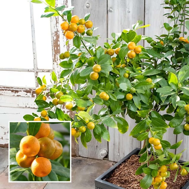 Nimbu Cot Sour All Time Lemon Nimbu Layering/Grafted Fruit Plant (1-2 Feet Height)