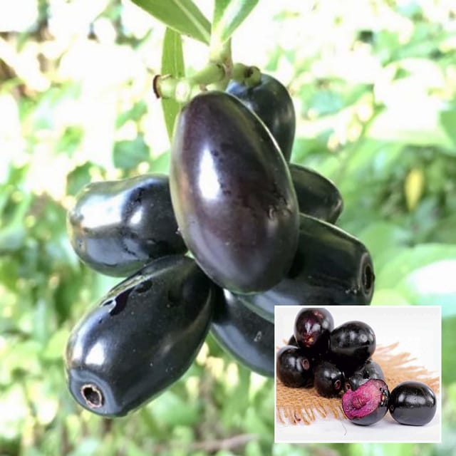 Thai Black Jamun Jambolan Jam Grafted Fruit Plant (1.5-3 Feet Height) Thai Black Jamun Jambolan Jam Grafted Fruit Plant (1.5-3 Feet Height)