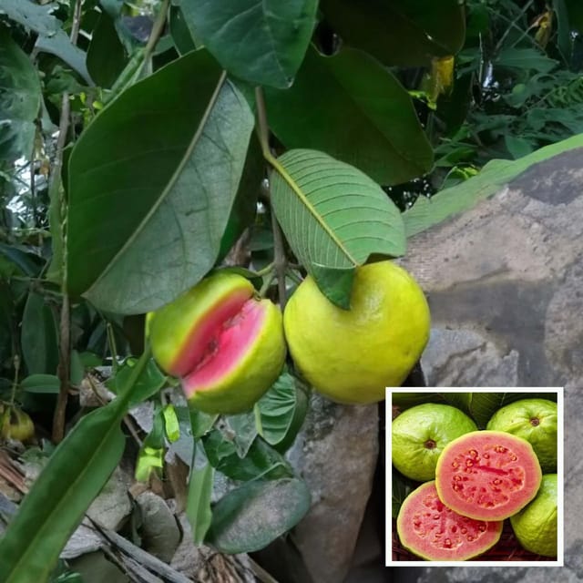 Pink Lalit Lalitha Guava Amrood Layering/Grafted Fruit Plant (1.5-3 Feet Height) Pink Lalit Lalitha Guava Amrood Layering/Grafted Fruit Plant (1.5-3 Feet Height)