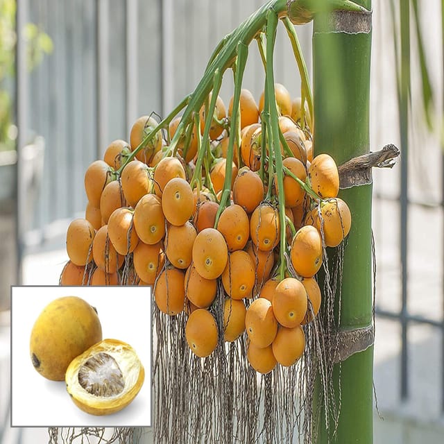 Assam Pati Arecanut Betel Nut Supari Hybrid Dwarf Fruit Plant (1.5-3 Feet Height)