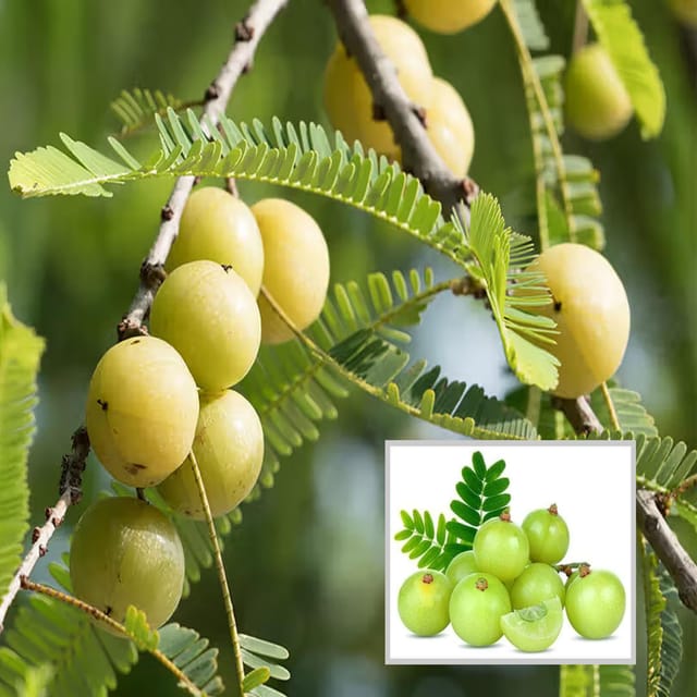 Green Amla Gooseberries Amloki Grafted Fruit Plant (1.5-3 Feet Height)