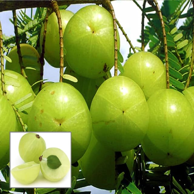 Sweet Banaras Amla Gooseberries Amloki Grafted Fruit Plant (1.5-3 Feet Height) Sweet Banaras Amla Gooseberries Amloki Grafted Fruit Plant (1.5-3 Feet Height)