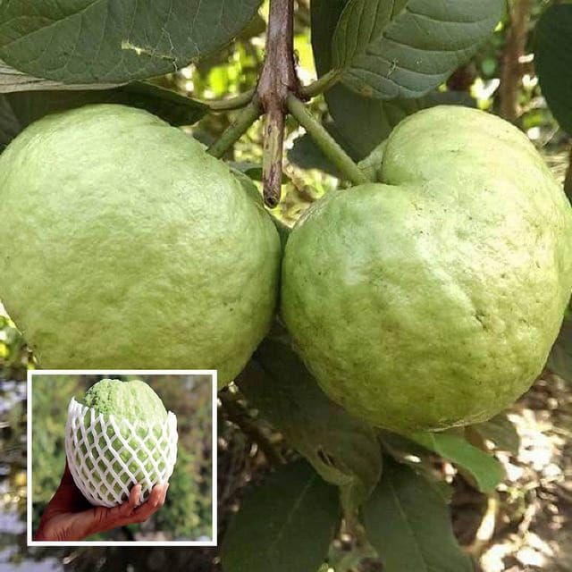 KG Big Size Guava Amrood Layering/Grafted Fruit Plant (1.5-3 Feet Height)