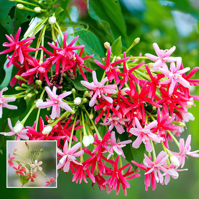 Rangoon Creeper Madhavi Lata Madhumalti Flower Climbers Flower Plant (1-2 Feet Height) Rangoon Creeper Madhavi Lata Madhumalti Flower Climbers Flower Plant (1-2 Feet Height)