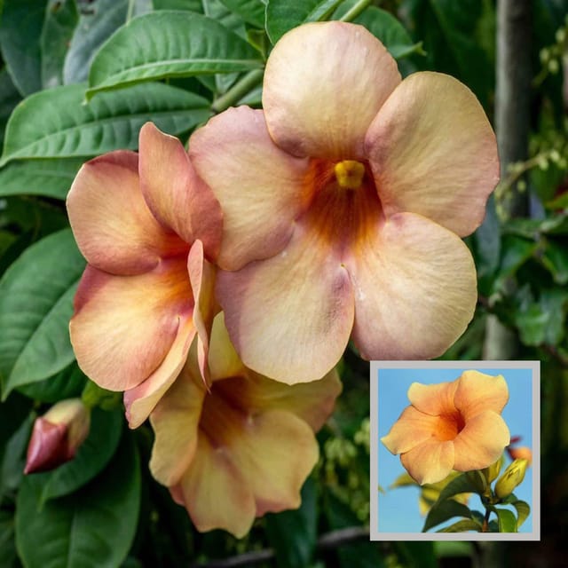 Cream Colour Allamanda Cathartica Round the Year Flower Plant (1-2 Feet Height)