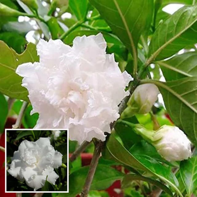 Double Petal Tagar Chandni Crepe Jasmine Shrubs Flower Plant (1-2 Feet Height)