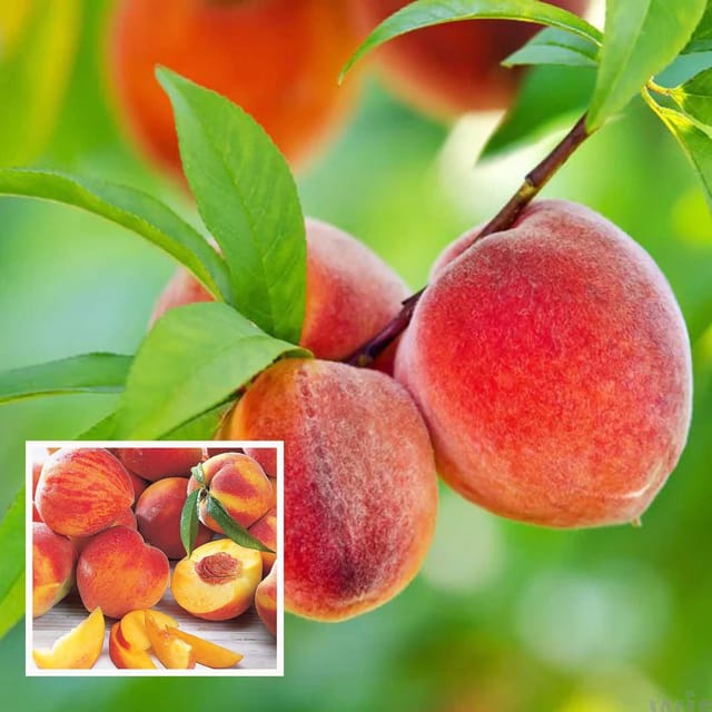 Shan E Punjab Peach Grafted Fruit Plant (2-3 Feet Height) Shan E Punjab Peach Grafted Fruit Plant (2-3 Feet Height)