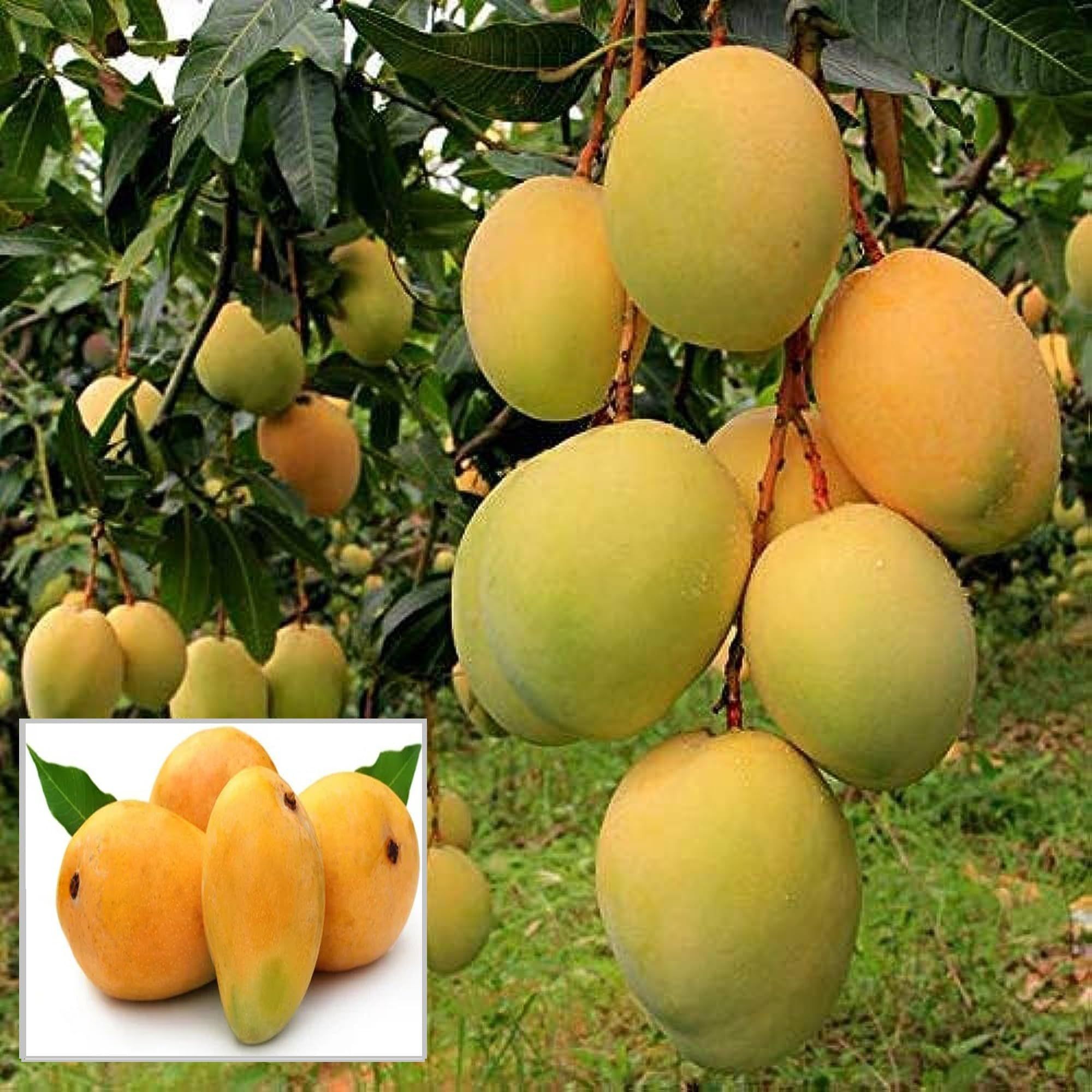 Alphonso Hapus Ratnagiri Mango Aam Grafted Fruit Plant (1.5-3 Feet Height)