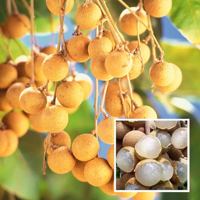 Khaki Dragon Eye Longan Grafted Fruit Plant (1-2 Feet Height)