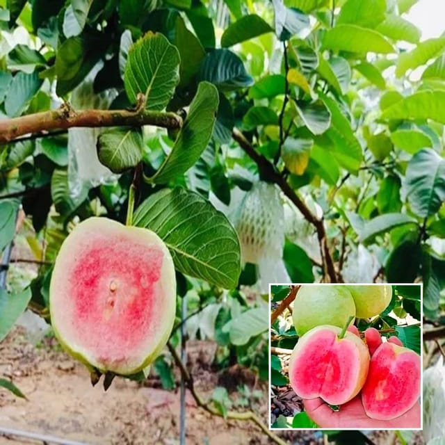Red Dimond Amrood Variety Fruit Grafted Plant (1.5-3 Feet Height)