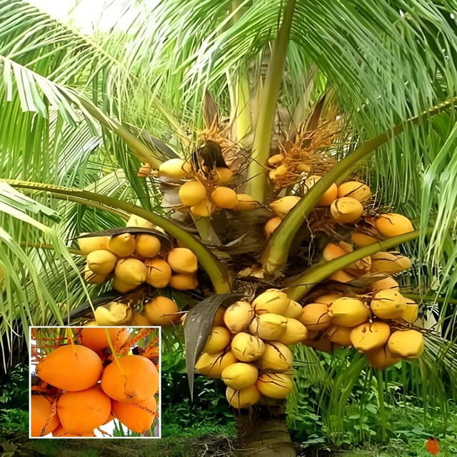 Malaysian Orange Coconut Nariyal Hybrid Dwarf Fruit Plant (2-4 Feet Height)