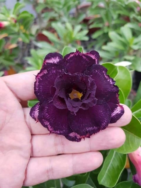 Rosey Variety Adenium Obesum Desert Rose Grafted Flowers Plant-P46