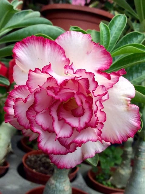 Rosey Variety Adenium Obesum Desert Rose Grafted Flowers Plant -P60
