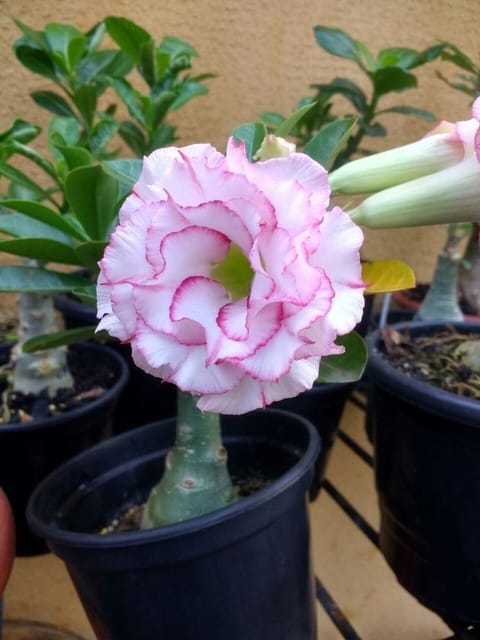 Rosey Variety Adenium Obesum Desert Rose Grafted Flowers Plant-P66