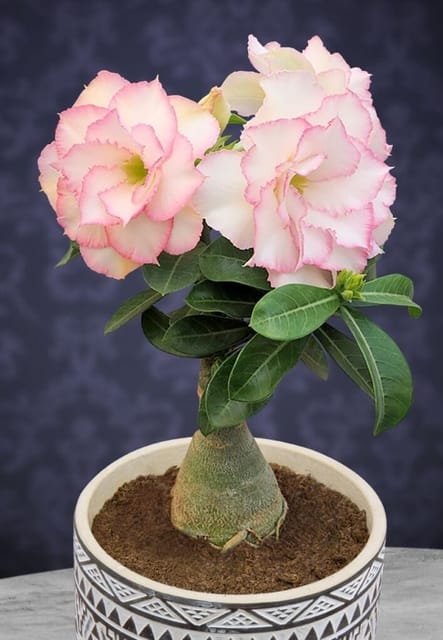 Rosey Variety Adenium Obesum Desert Rose Grafted Flowers Plant-P68