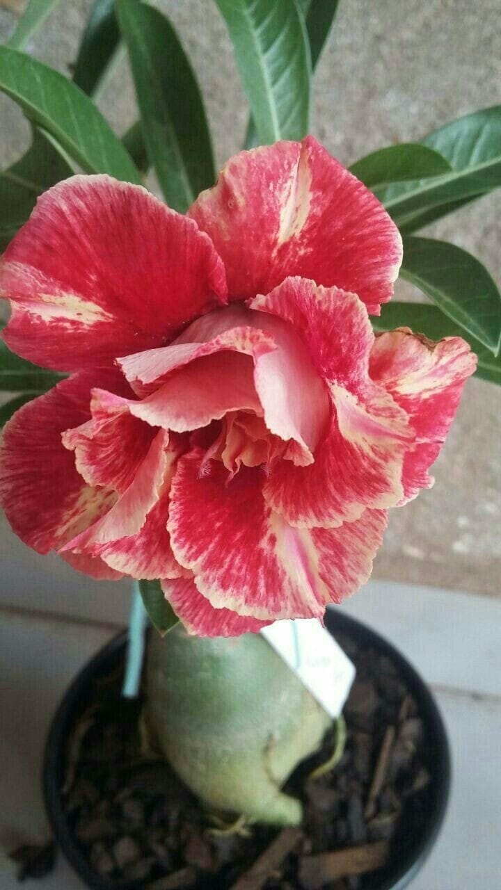 Rosey Variety Adenium Obesum Desert Rose Grafted Flowers Plant-P71