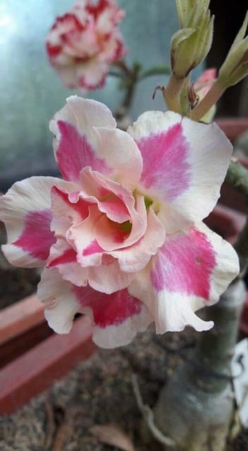 Rosey Variety Adenium Obesum Desert Rose Grafted Flowers Plant-P75