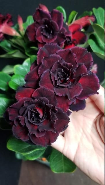 Rosey Variety Adenium Obesum Desert Rose Grafted Flowers Plant-P74