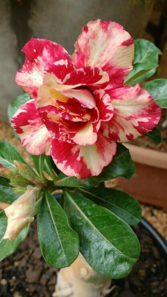 Rosey Variety Adenium Obesum Desert Rose Grafted Flowers Plant-P80