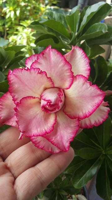 Rosey Verity Grafting Adenium Obesum Desert Rose Grafted Flowers Plant-P89