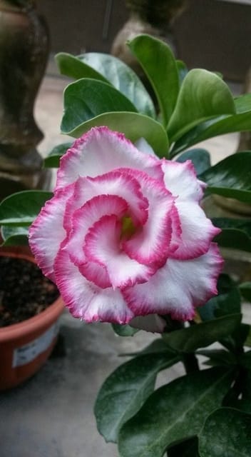 Rosey Verity Adenium Obesum Desert Rose Grafted Flowers Plant-P91