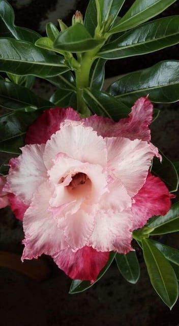Rosey Verity Adenium Obesum Desert Rose Grafted Flowers Plant-P93
