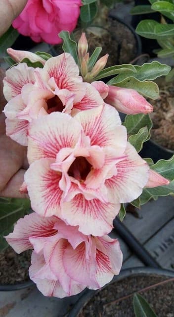 Rosey Verity Adenium Obesum Desert Rose Grafted Flowers Plant-P108