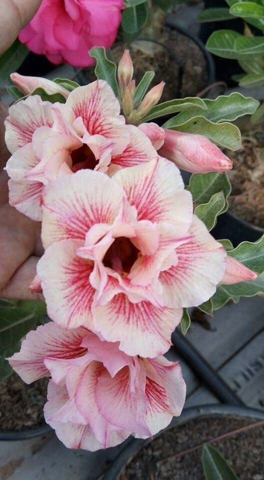 Rosey Verity Adenium Obesum Desert Rose Grafted Flowers Plant-P108