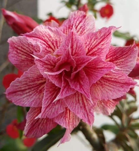 Rosey Verity Grafting Adenium Obesum Desert Rose Grafted Flowers Plant-P109