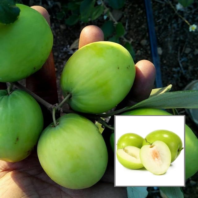 B U Green Apple Ber Jujube Kul Grafted Fruit Plant (1-2 Feet Height)