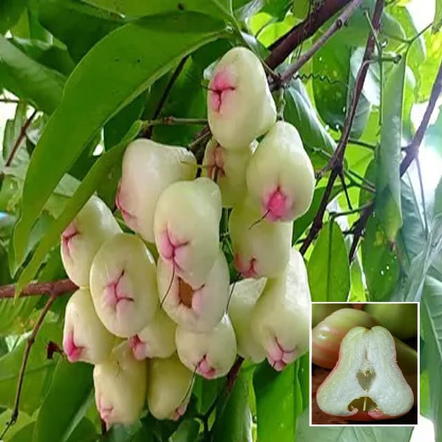 Mixed Wax Apple Water Apple Java Apple Jamrul Chamba Layering/Grafted Fruit Plant (1.5-3 Feet Height)