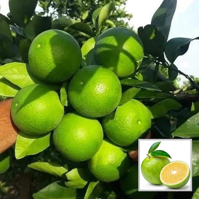 Sathgudi Mosambi Grafted Fruit Plant (1.5-2 Feet Height) Sathgudi Mosambi Grafted Fruit Plant (1.5-2 Feet Height)