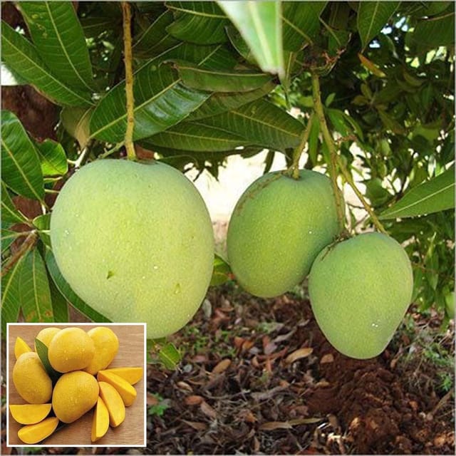 Himsagar Kishan Bhog Khirsapat Mango Aam Grafted Fruit Plant (1.5-3 Feet Height)