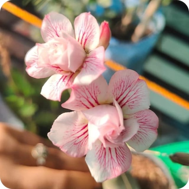Hybrid Rosey Variety Adenium Obesum Desert Rose Grafted Flowers Plant -P13