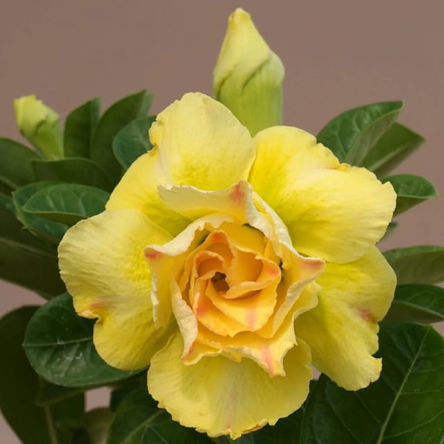 Rosey Variety Adenium  Obesum Desert Rose Grafted Flowers Plant-P29
