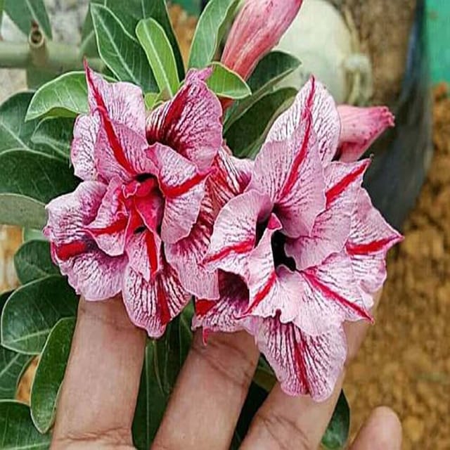 Hybrid Rosey Variety Grafting Adenium  Obesum Desert Rose Plant -P32