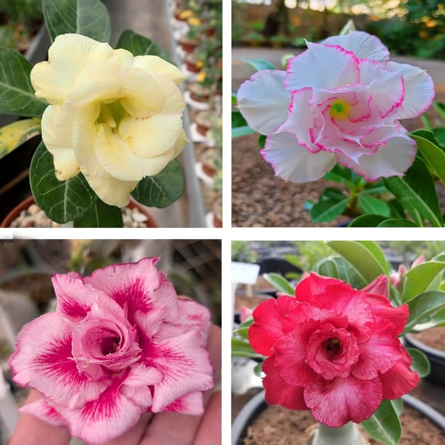 Adenium Obesum Desert Rose Grafted Flowers Plant (pack of 4) Adenium Obesum Desert Rose Grafted Flowers Plant (pack of 4)