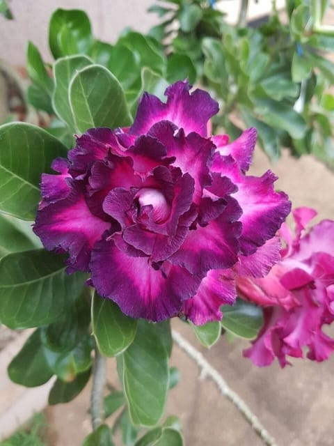Rosey Variety Adenium  Obesum Desert Rose Grafted Flowers Plant -P38
