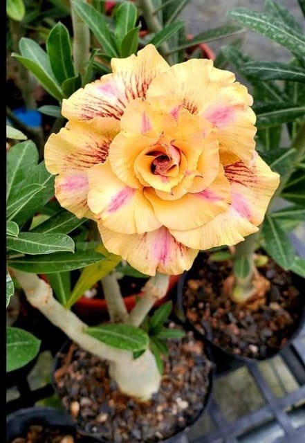 Rosey Variety Adenium Obesum Desert Rose Grafted Flowers Plant -P40