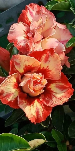 Rosey Verity Adenium Obesum Desert Rose Grafted Flowers Plant-P41