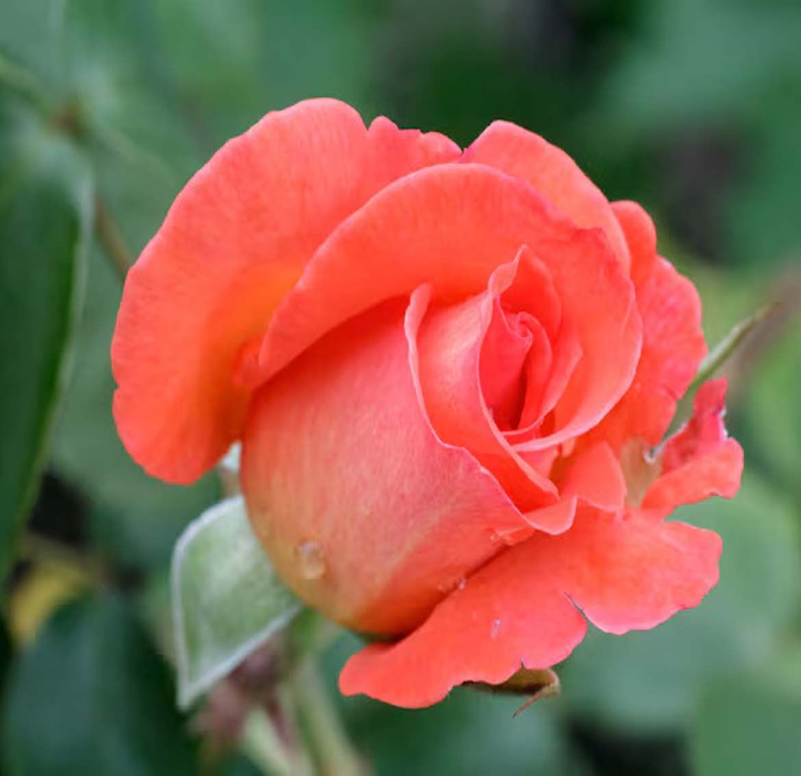 Orange Pink Rose Fragrant Flower Plant (1-2 Feet Height)