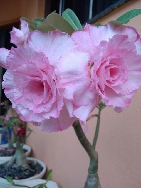 Rosey Variety Adenium Obesum Grafted Flowers Plant -P42