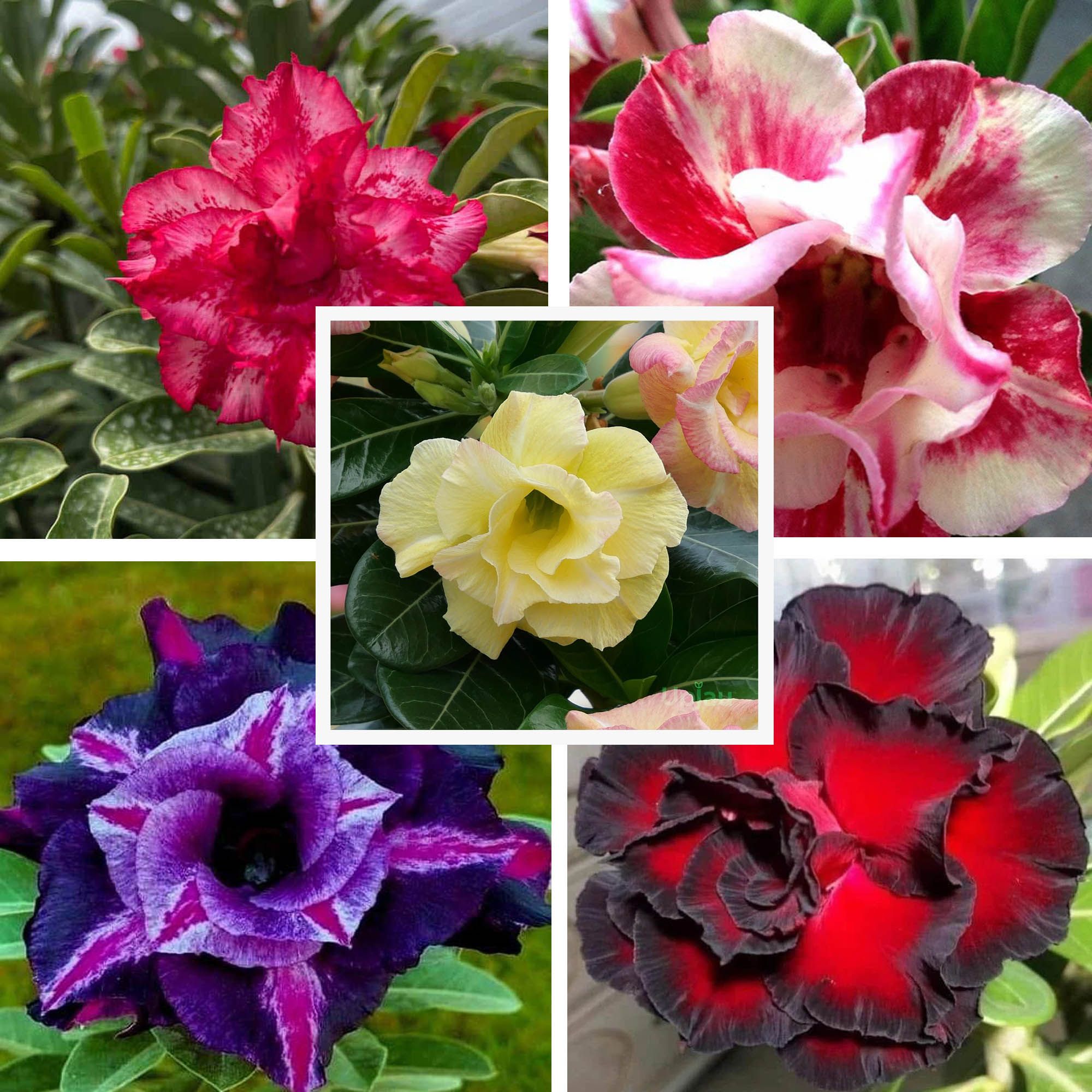 Adenium Obesum Desert Rose Grafted Flowers Plant (pack of 5)