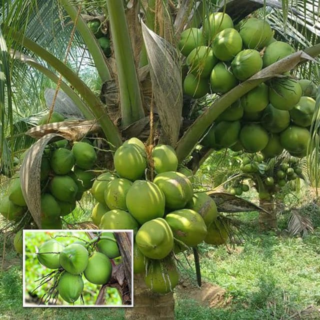 Ganga Bondam Coconut Hybrid Dwarf Varaity Fruit Plants & Tree(1-2 Feet Size)