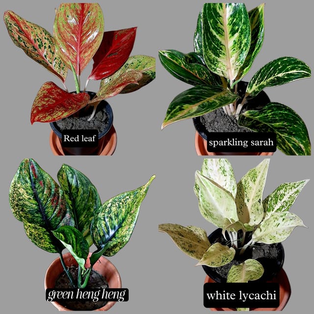 AGLONEMA COMBO NEW VARIETY PACK OF 4 PLANTS
