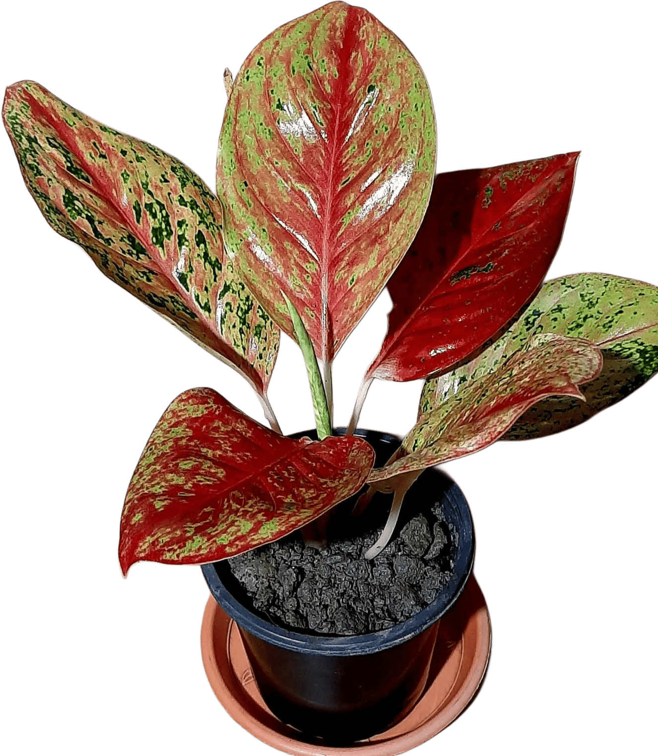 ...