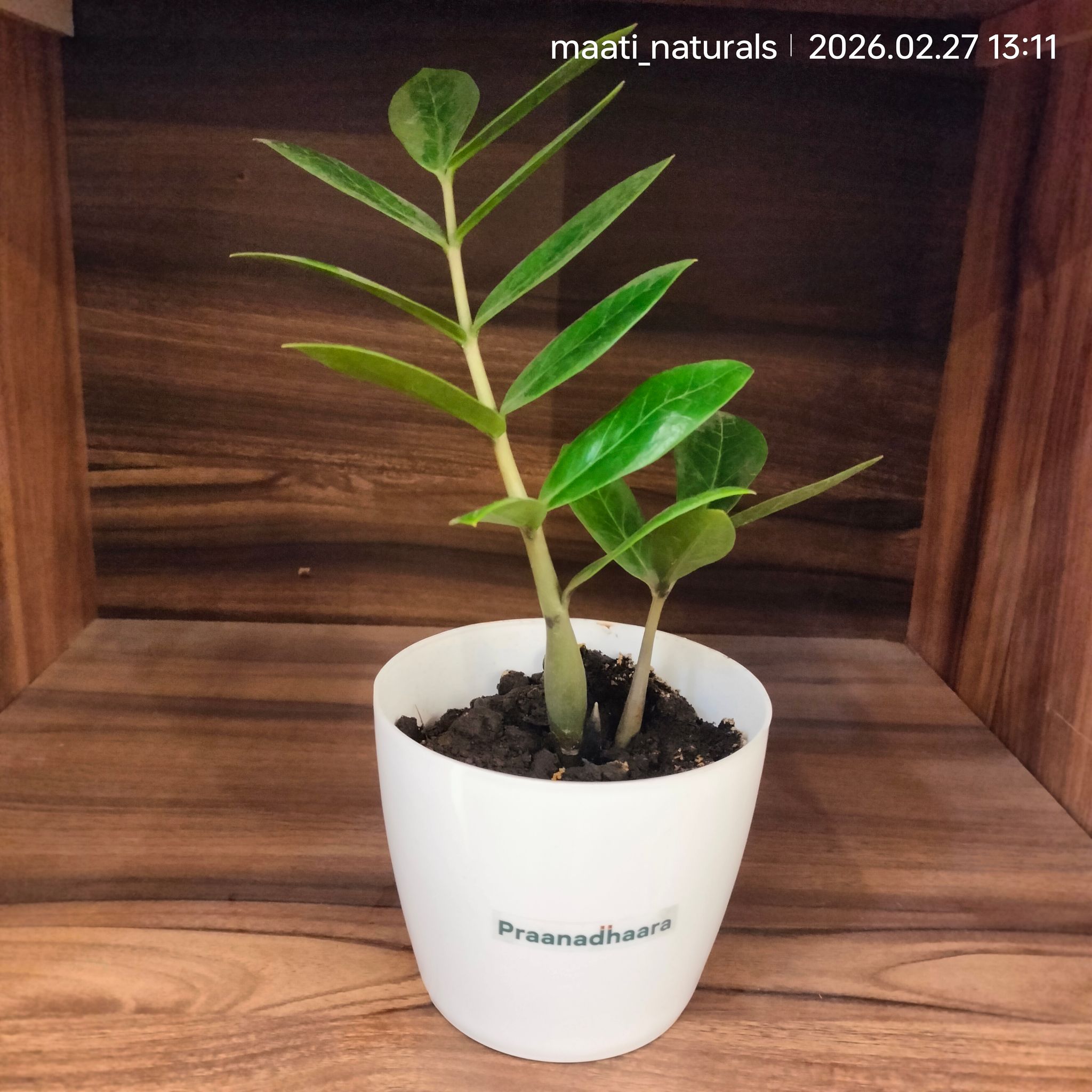ZZ Green Zambia Plant - praanadhaara