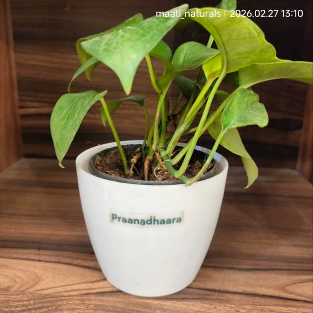 Golden Money Plant -Devil’s Ivy / Golden Pothos