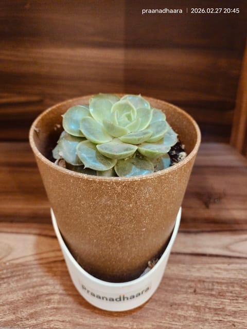 Echeveria Succulent - Praanadhaara